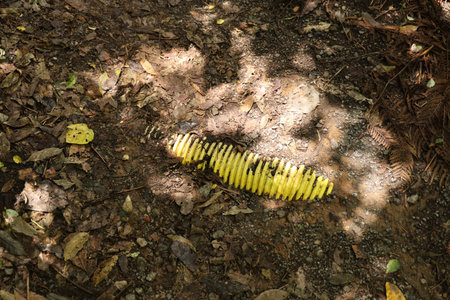 Yellow Conduit Lying Across Forest Floorの写真素材