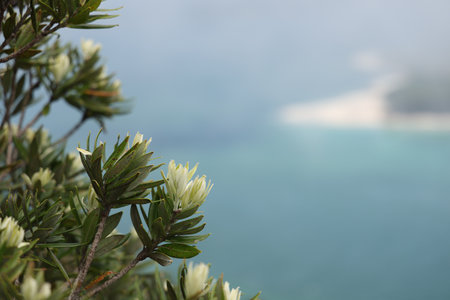 Coastal Shrub Blossoms Against Soft Turquoise Seascape
