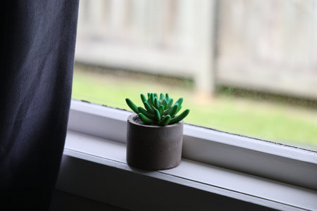 Small Succulent Plant Concrete Pot Indoorsの写真素材