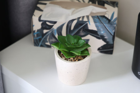 Green Succulent Plant Ceramic Pot Indoorsの写真素材