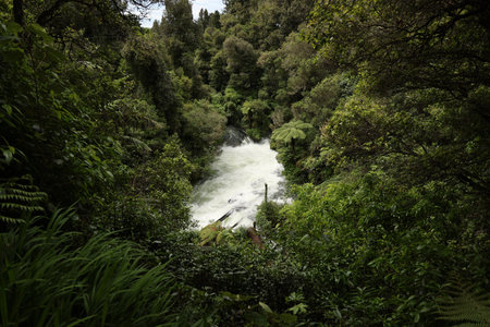 Rushing River Flowing Through Dense Forestの写真素材