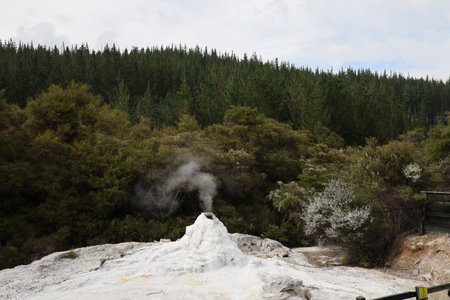 Steaming Geothermal Vent Beside Dense Evergreen Forestの写真素材