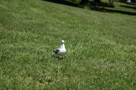 Seagull Standing Alone Sunny Green Lawnの写真素材