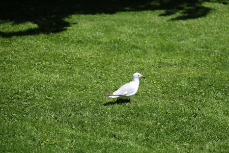 White Seagull Standing Alone Green Grassの写真素材