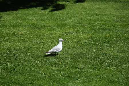 Seagull Standing Alone Sunny Green Lawnの写真素材