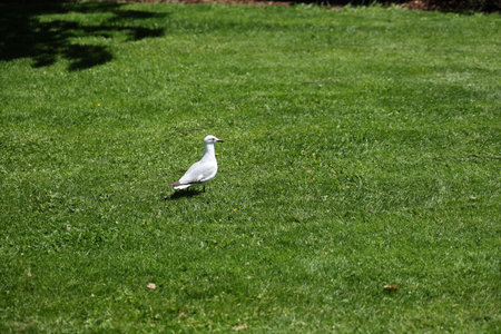 White Seagull Standing Alone Green Lawnの写真素材