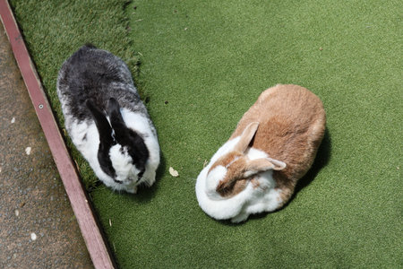 Two Resting Rabbits on Artificial Grassの写真素材