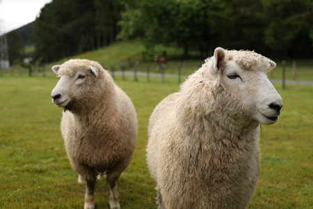 New Zealand Rotorua Fluffy Sheep Pair Grazing Peaceful Green Pasture