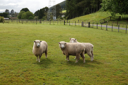 New Zealand Rotorua Three Sheep Grazing Together Green Pastureの写真素材
