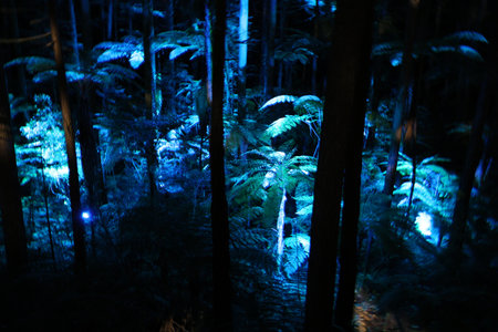New Zealand Rotorua Mystical Blue Lit Forest Fern Trees 28.11.2025の写真素材