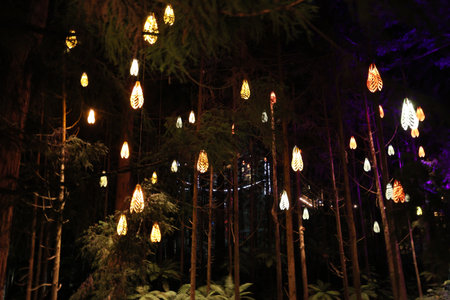 New Zealand Rotorua Glowing Lanterns Hanging Among Tall Forest Trees 28.11.2025