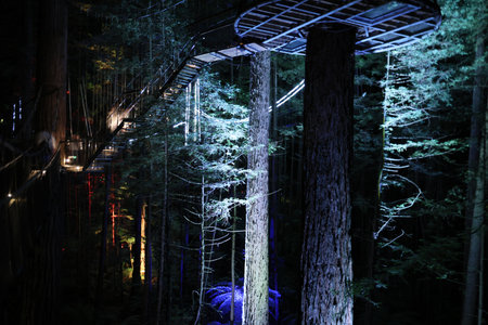 New Zealand Rotorua Illuminated Forest Canopy Walkway Nighttime Suspendedの写真素材