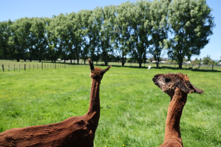 New Zealand Rotorua Brown Alpacas Grazing Under Tall Green Treesの写真素材
