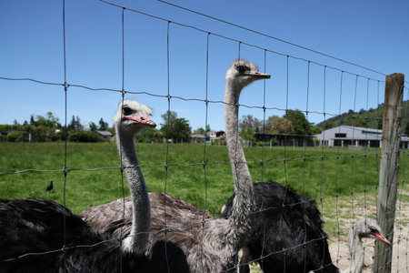 New Zealand Rotorua Ostriches Behind Wire Fence Rural Farm 29.11.2025の写真素材
