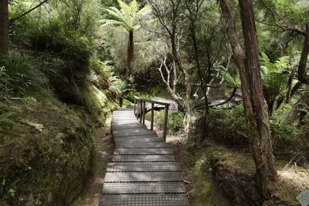 New Zealand Taupo Geothermal Park Danger Uneven Surface Forest Boardwalk