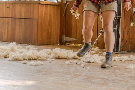 Queenstown Walter Peak Farm Lake Wakatipu Shearer Legs Walking Among Freshly Shorn Fleeceの写真素材