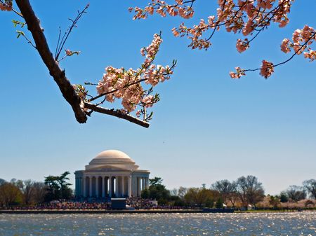 Looking out into the Tidal Basin at the Jefferson Memorial during the Cherry Blossom Festival.の写真素材