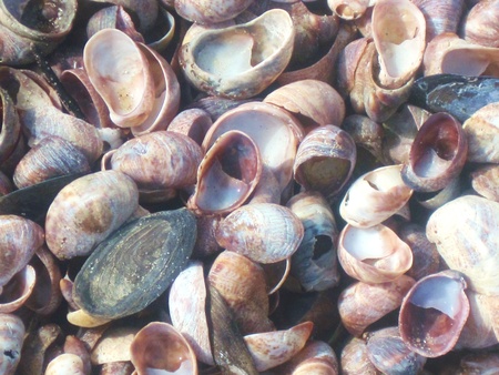 Seashells at the Waterlineの写真素材