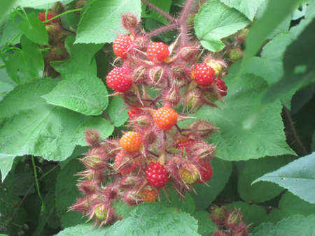 Wild Raspberries on Edge of Woodsの写真素材