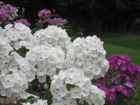 Phlox in the Gardenの写真素材