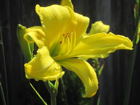 Glowing Yellow Daylilyの写真素材