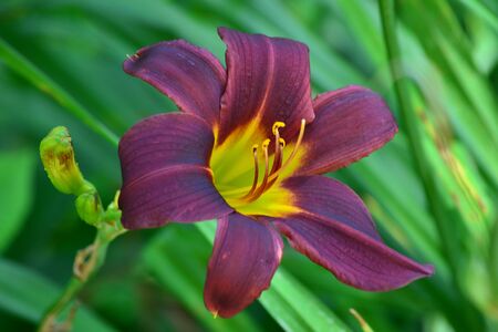 Deep Purple Daylily Against Lush Green Backgroundの写真素材