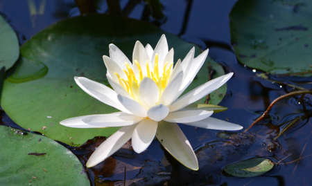Water Lilyの写真素材