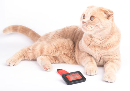 lying cat and combing brush on the white backgroundの写真素材