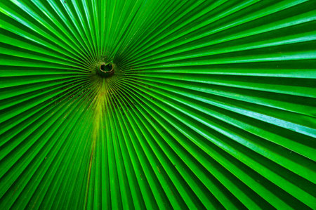 Palm leaf patternの写真素材
