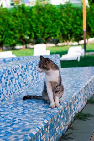 a cat sits on the edge of the pool dangling his tail in the waterの写真素材