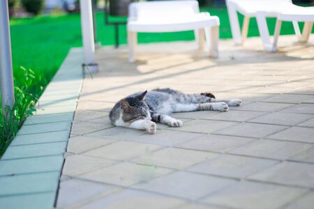 Cat lying on streetcat lies on the street. resting in the sunの写真素材