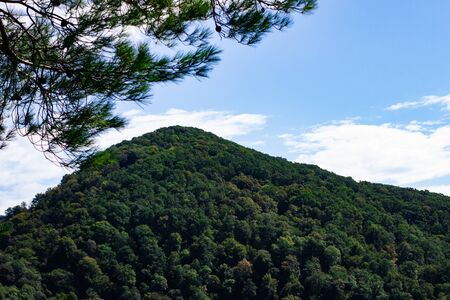 Mountains with Christmas trees against the blue sky with clouds. Beautiful panoramic view of firs and larches coniferous forest against blue sky.の写真素材