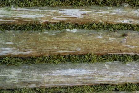 Part of old wooden wall covered with lichen. Background. Textureの写真素材
