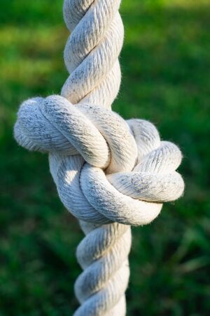 Knot rope knot tied to a tree closeupの写真素材