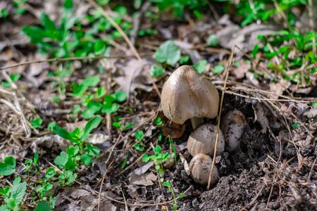 Ripe mushroom in green grass vintage toned photo. Summer forest scene. White edible mushroom macrophoto. Green leaf and white mushrooms. Natural mushroom growing. Ecotourism activity. Pick up mushroomの写真素材
