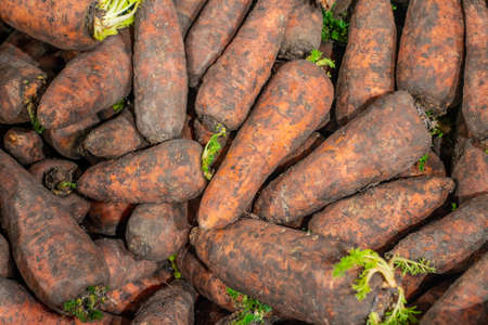 Close-up of carrots dirty in black soil on market shelfの写真素材