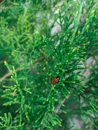 lady bug sitting on pine tree needles, close up backgroundの写真素材