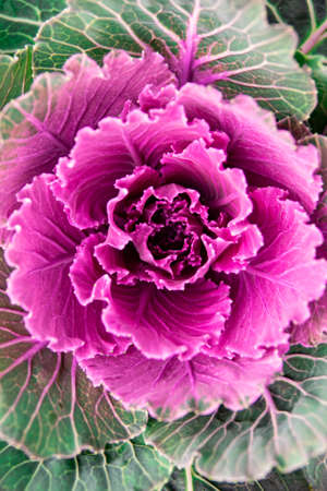 Oranamental cabbages from close up. Green and purple colors.
