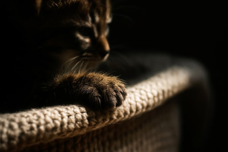 Closeup of a cat's paw on a knitted blanket.の素材