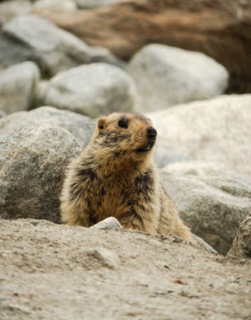 Portrait of Himalayan Marmot sitting in the area of Pangong lake, Ladakh, Indiaの写真素材
