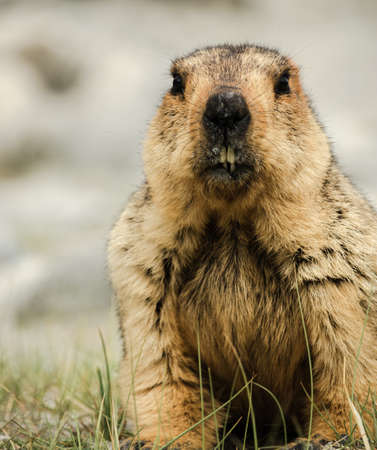 Portrait of Himalayan Marmot sitting in the area of Pangong lake, Ladakh, Indiaの写真素材