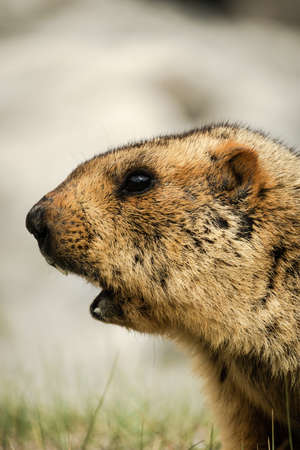 Portrait of Himalayan Marmot in the area of Pangong lake, Ladakh, Indiaの写真素材