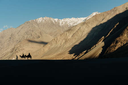 Camel ride silhouettes against snow-capped mountains in Nubra Valley, Ladakh, India.の写真素材