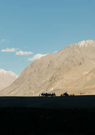 Camel ride silhouettes against snow-capped mountains in Nubra Valley, Ladakh, India.の写真素材