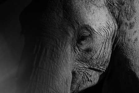 close up portrait of an African Elephant in Masai Mara, Kenyaの写真素材