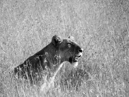 lioness in the savannah grass in the morning sunlight, Masai Mara, Kenyaの写真素材