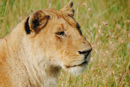 African lioness in the grass in Masai Mara National Reserve, Kenya.の写真素材