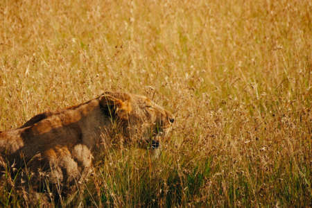 lioness in the savannah grass in the morning sunlight, Masai Mara, Kenyaの写真素材