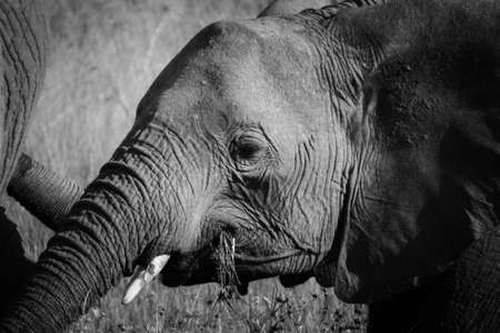 close up portrait of an African Elephant in Masai Mara, Kenyaの写真素材