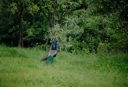 two peacocks in the woodsの写真素材
